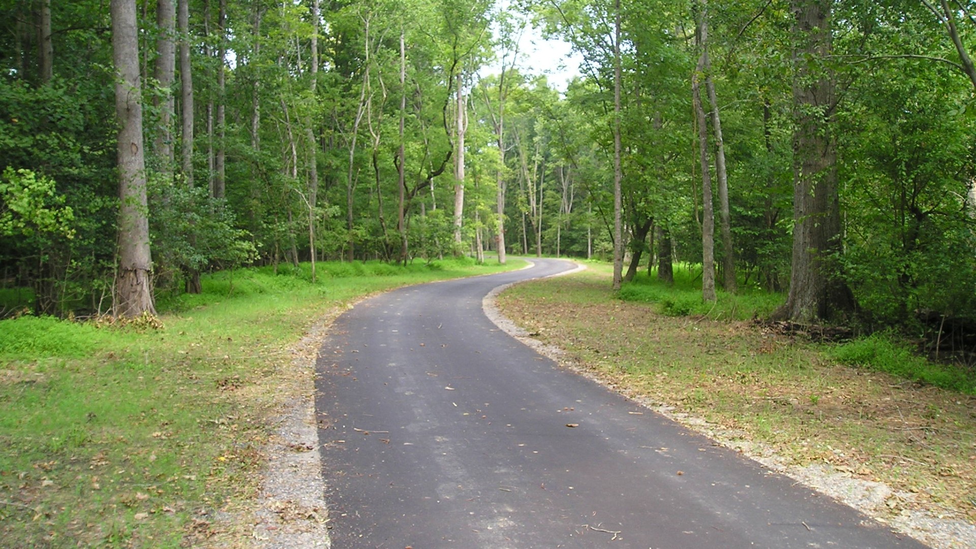 Paved trail winding through trees. 