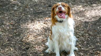 Picture of a dog at the Oakwood Park dog park