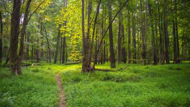 Part of Durant Nature Preserve