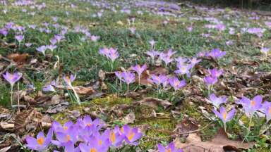 Purple crocus in field