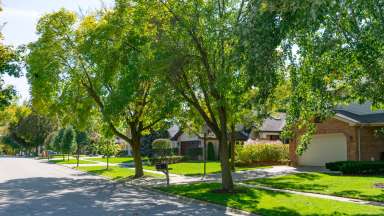 neighborhood street lined with trees