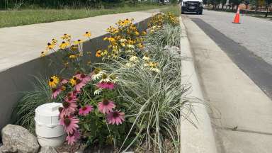 Peterson Street Stormwater Bioretention Area