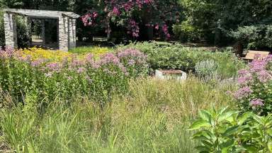 Rose Garden Bioretention Area