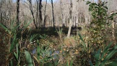 Wetland with mix snags and green vegetation at Kyle Drive Park