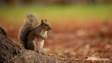 squirrel at nash