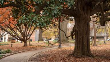 tree in raleigh's square