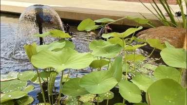 Pond with a water feature and multiple green lily pads growing out of the water.