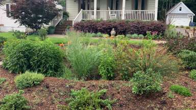 Rain Garden