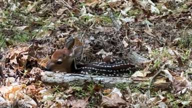 a fawn laying on grass and leaves