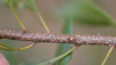 a stem with a thin line on it