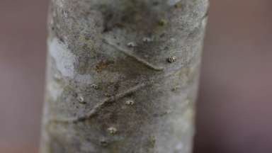 a stem with a thin line on it
