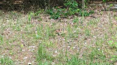 a fawn laying on grass and leaves on the side of the road