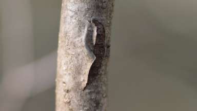 a stem with a bark flap