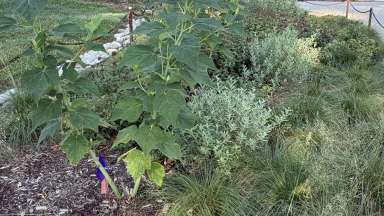 Drip Irrigation