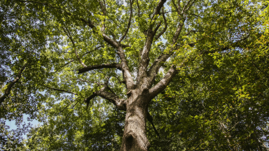 Summer Tree