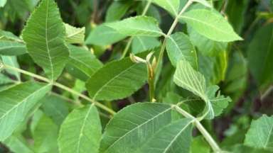 a green plant - Bitternut Hickory (Carya cordiformis) 