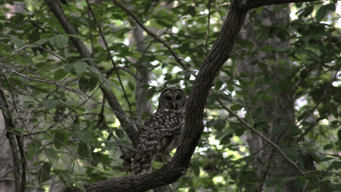 Owl in a tree