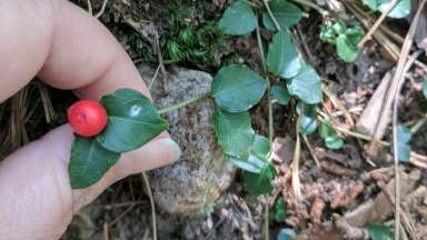a small red berry on a plant with green leaves
