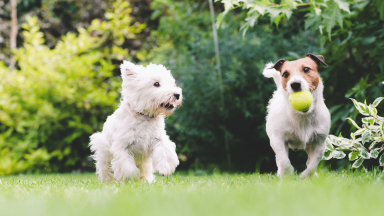 Dogs running in the park