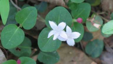 pairs of white flowers on a plant with green leaves