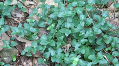 a green leaf plant on the ground