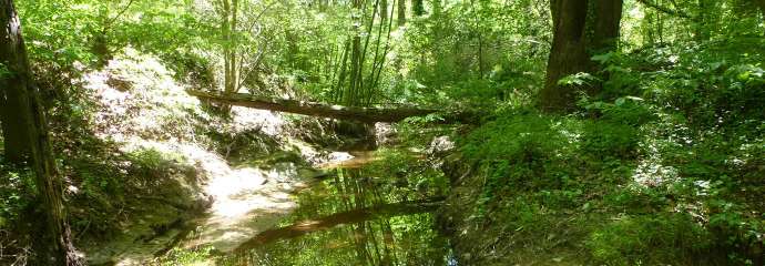 longview stream