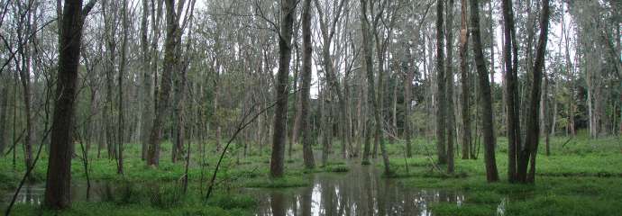 image of trees growing out of a body of water