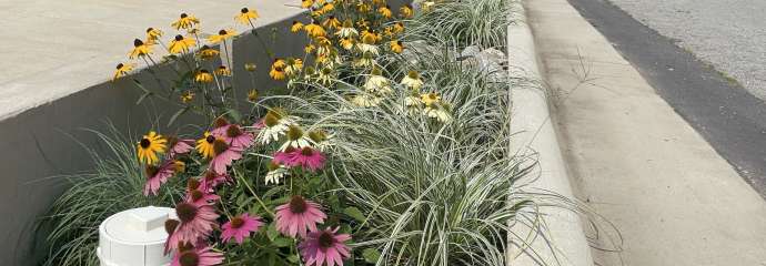 Peterson Street Stormwater Bioretention Area
