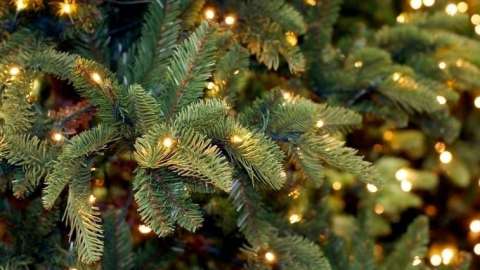 Christmas tree closeup of lighted branches