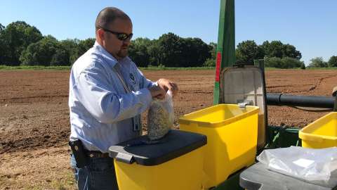 Worker placing sunflower seeds into machine