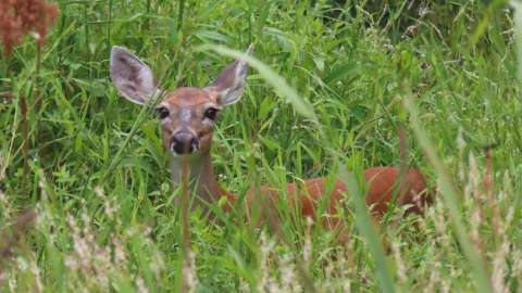 an adult deer looking through tall grass