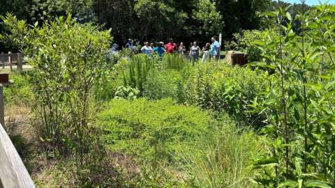 green wetland area
