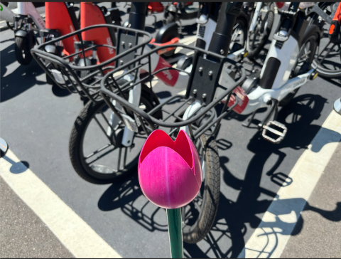 pic of new tulip cycle delineator at Dix Park