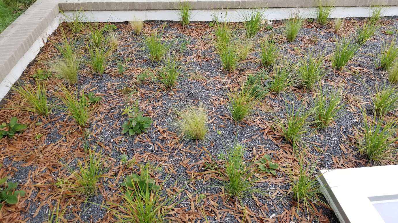 Green Roof