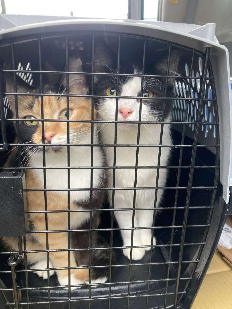 Two cats in a carrier