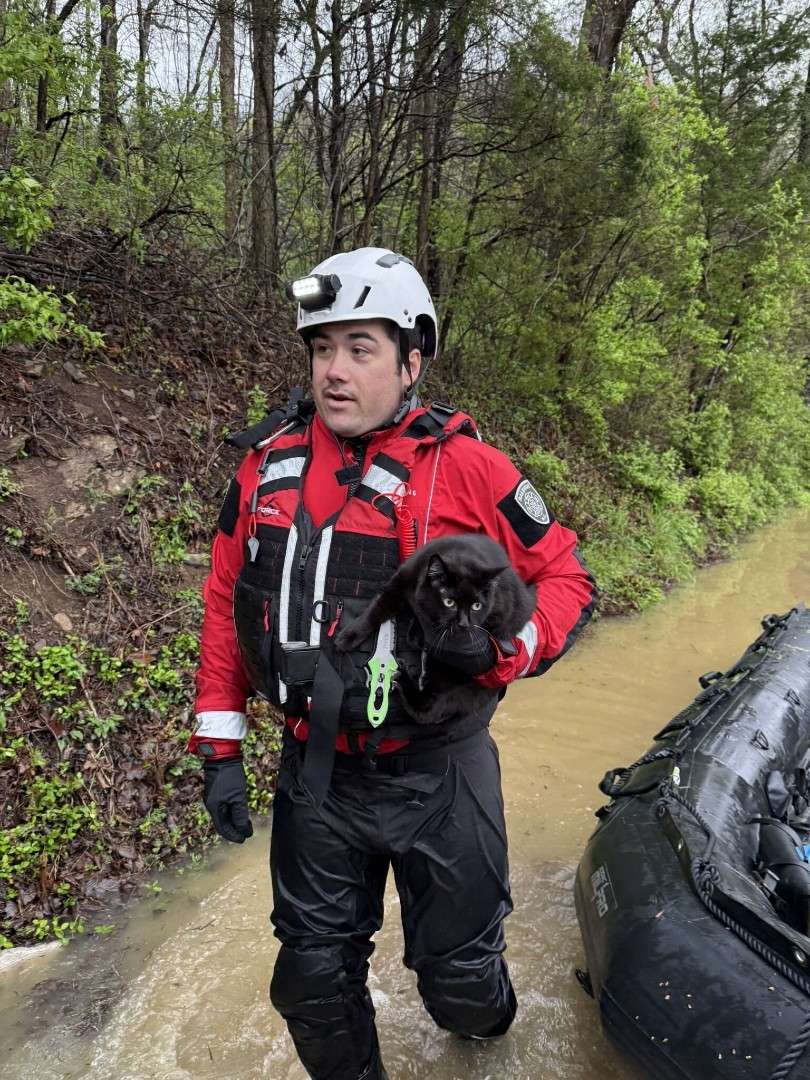 rescue of a black cat