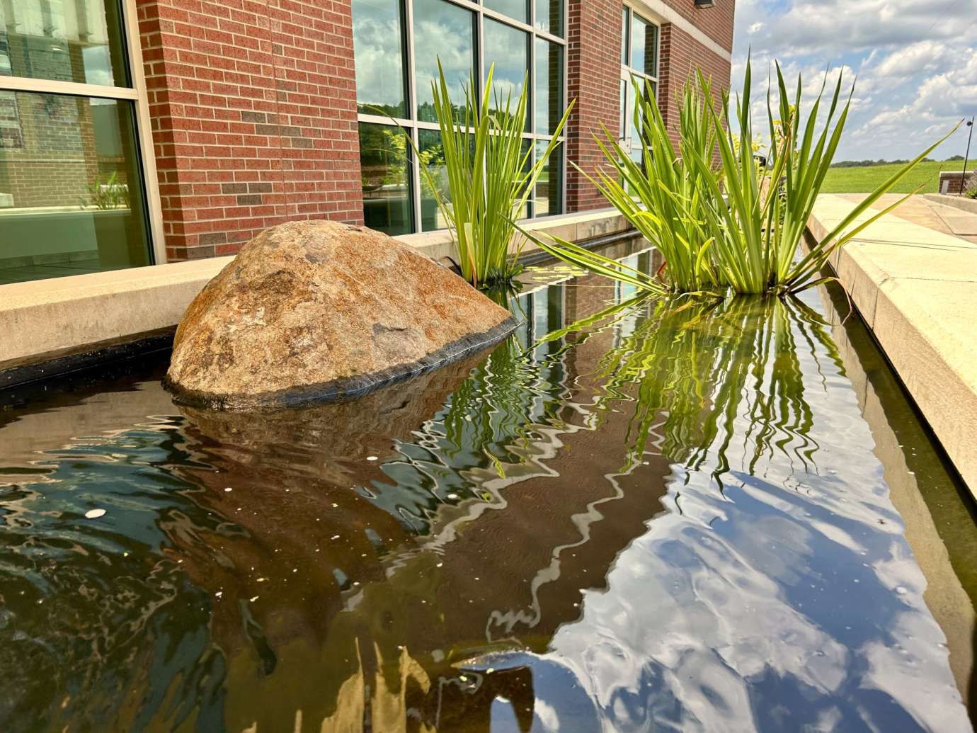Close up of the water feature with mossy rock and tall leafy plant