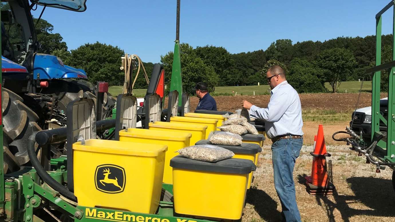 Worker placing sunflower seeds into machine