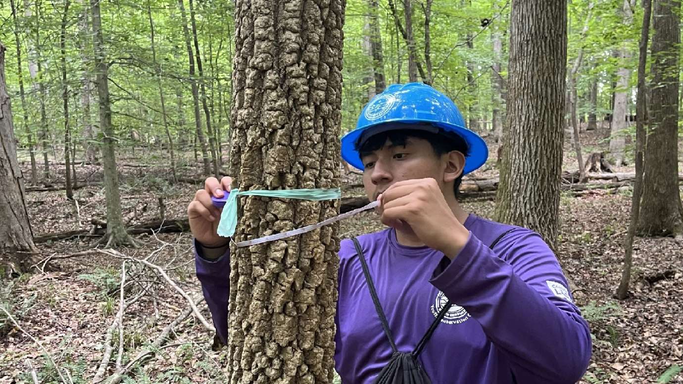 a teen doing a survey of a tree
