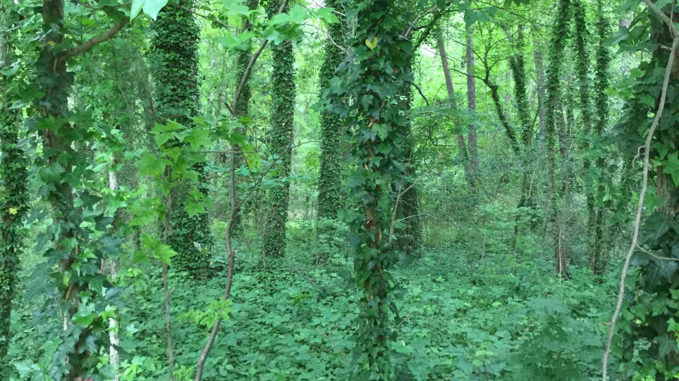 English Ivy (Hedera helix) Dark green, waxy, leaves
