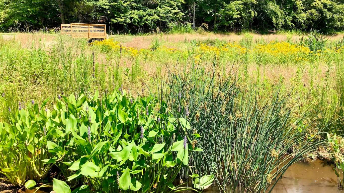 Wooten Meadow Wetland