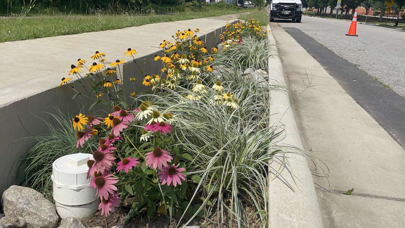 Peterson Street Bioretention