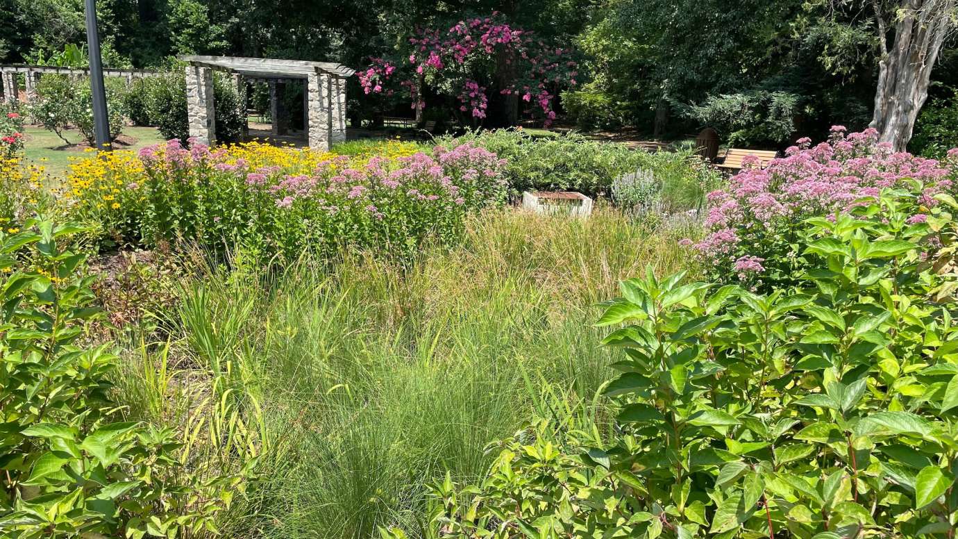 Raleigh Rose Garden Bioretention Area