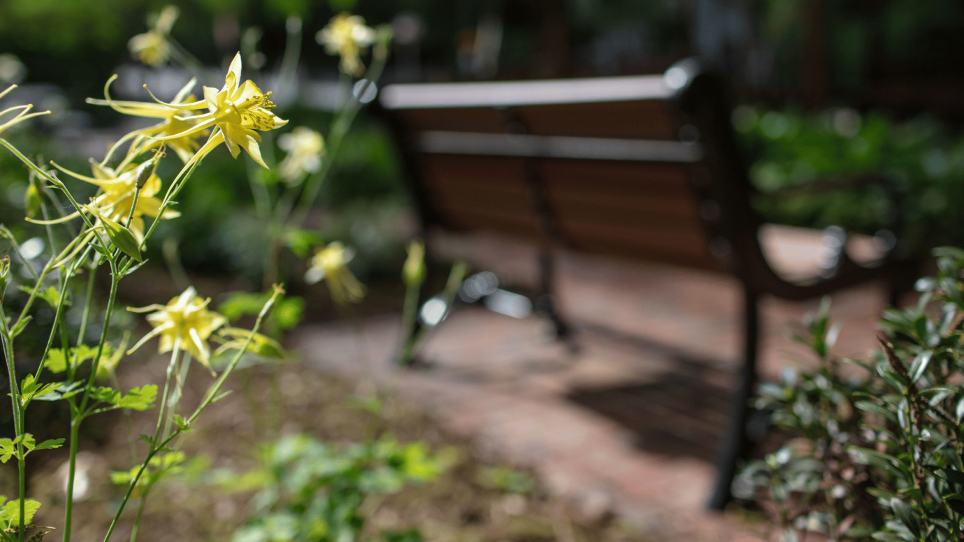 An image of yellow flowers behind a park bench