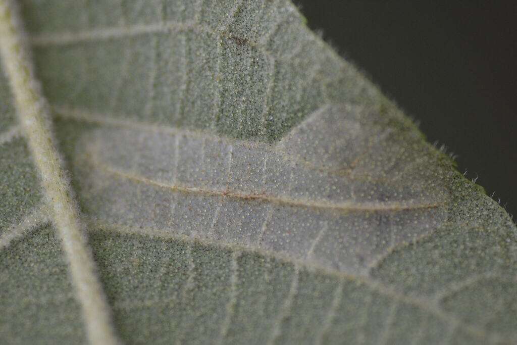 Lower side of the Phyllonorycter leaf mine on Bitternut Hickory