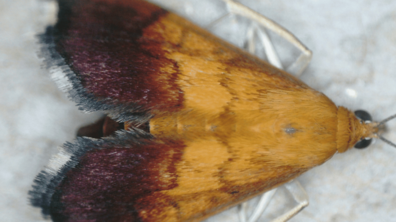 Bicolored Mint Moth 