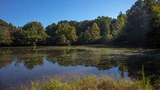 A large pond with surrounded by trees and nature 