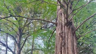 A Dawn Redwood is Raleigh's 2025 Tree of the Year